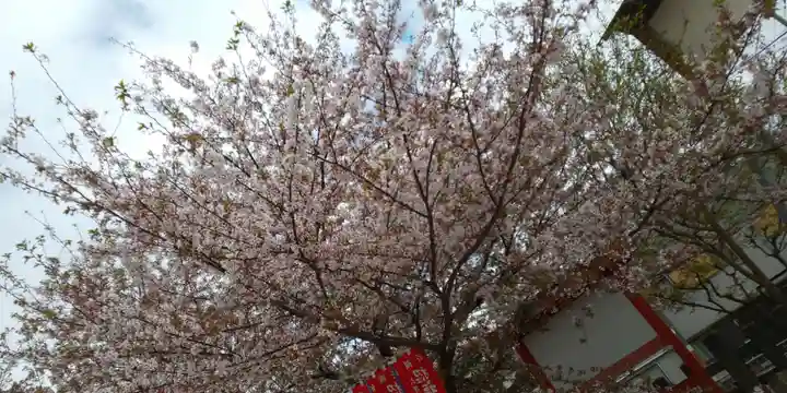 六孫王神社の自然