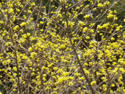 安國論寺（安国論寺）の自然