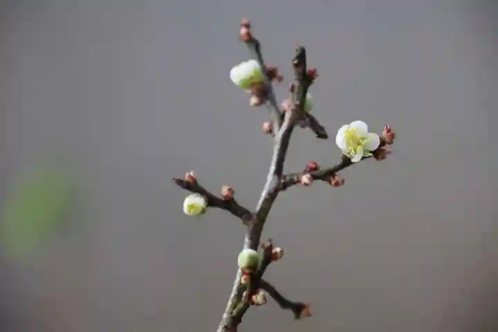 愛宕神社の手水舎