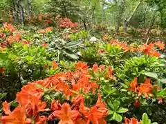 山家神社奥宮の自然