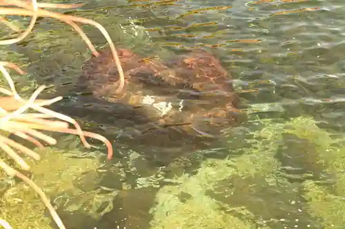 粟嶋社(大分県)