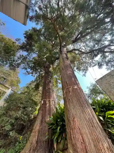 伊野天照皇大神宮の自然