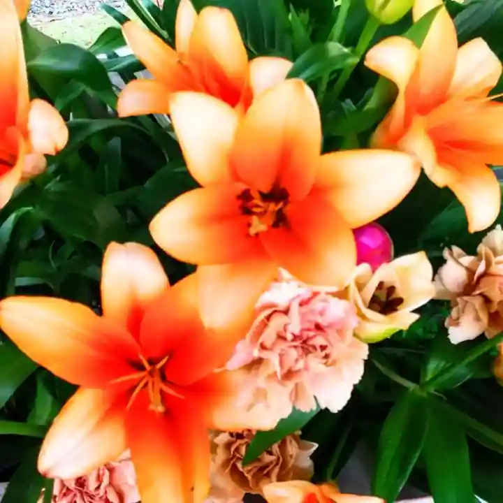 彌彦神社 (伊夜日子神社)の手水舎