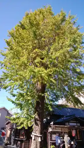 菊田神社の自然