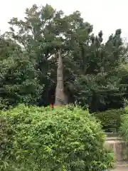 吉祥院天満宮の自然