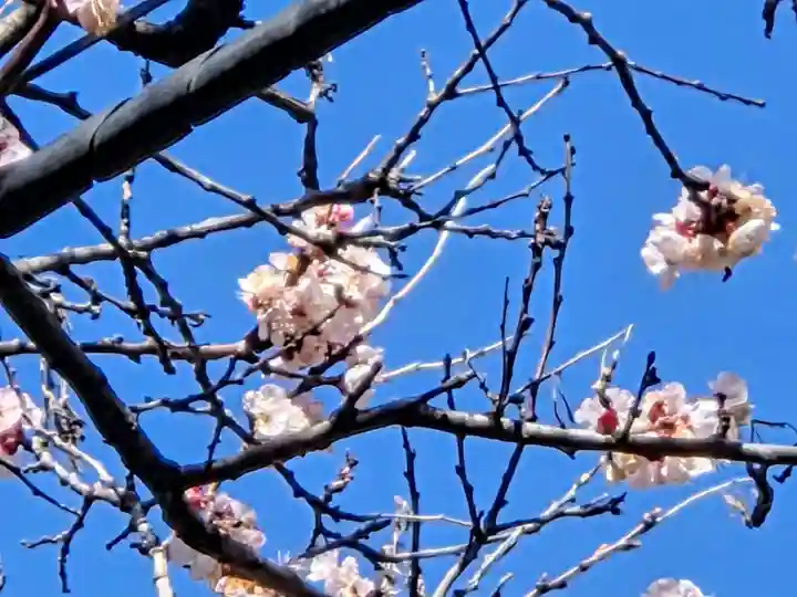 諏訪神社(東京都)