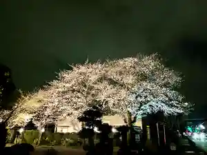 常在寺の自然(2022年03月30日(水) 19時57分30秒投稿)