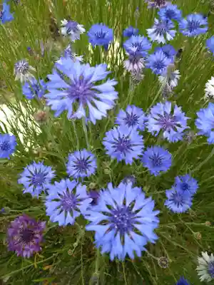 藤田神社[旧児島湾神社]の自然