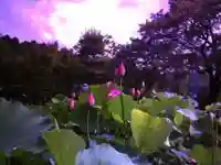 法金剛院(京都府)