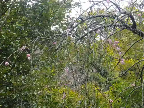 安國論寺（安国論寺）の自然