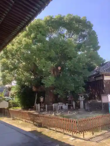 新田白山神社の自然