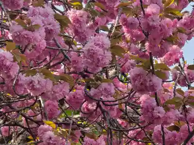 元本坊 本願院（開山坊）(奈良県)
