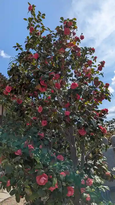 大松禅寺(京都府)