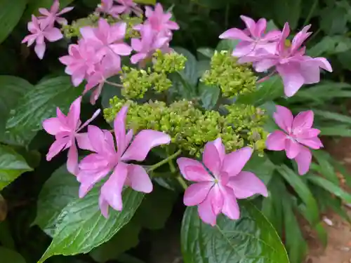 二本松寺の自然