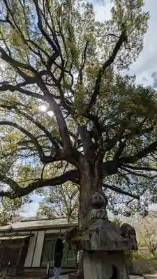 平野神社(京都府)