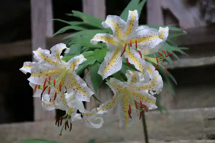 木幡山隠津島神社(二本松市)の自然