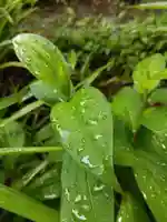 福井神社の自然