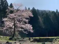 朝倉神社の自然