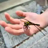 滑川神社 - 仕事と子どもの守り神の動物