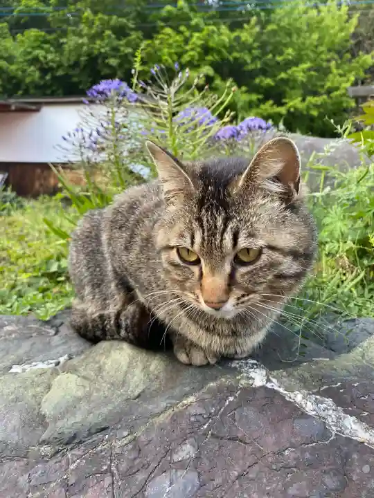 鳳仙寺の{uncategorized: "未分類", other: "その他", undefined: "問題あり", building: "その他建物", grave: "お墓", sacred_gate: "鳥居", guardian: "狛犬", statue: "像", buddha: "仏像", history: "歴史", nature: "自然", garden: "庭園", animal: "動物", pagoda: "塔", temizu: "手水舎", mountain_gate: "山門・神門", sanctuary: "本殿・本堂", subordinate: "末社・摂社", art: "芸術", scenery: "景色", jizo: "地蔵", ema: "絵馬", goshuin: "御朱印", omikuji: "おみくじ", items: "授与品その他", amulet: "お守り", goshuincho: "御朱印帳", eats: "食事", festival: "お祭り", votive_dance: "神楽", shichigosan: "七五三参", wedding: "結婚式", experience: "体験その他", initially: "初詣", around: "周辺", anti_infection: "感染症対策"}