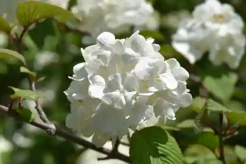 東寺（教王護国寺）の自然