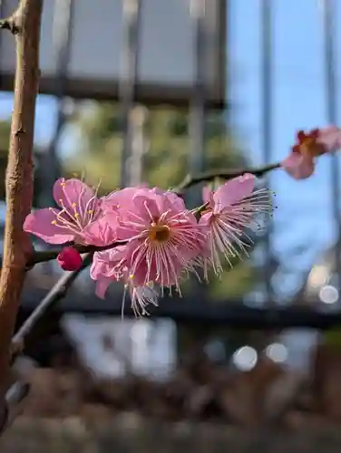 八幡神社(神奈川県)