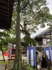 生島足島神社の自然