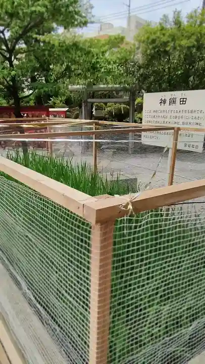 鎮守氷川神社のお祭り