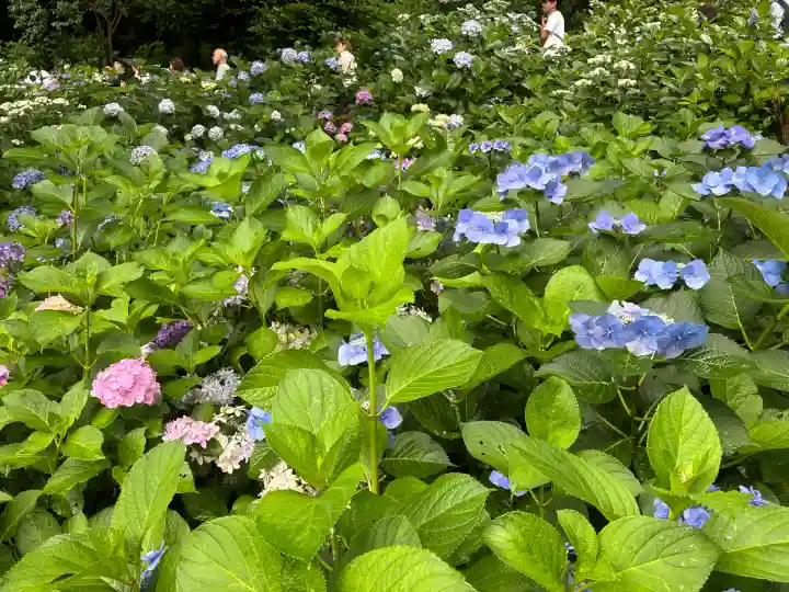 長谷寺の自然