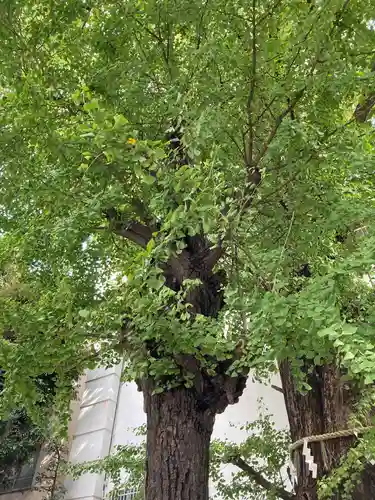天祖神社の自然