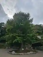 安房神社(千葉県)