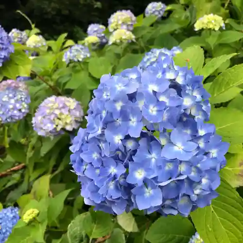 石母田　三吉神社(福島県)