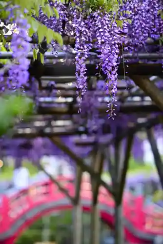 亀戸天神社の自然