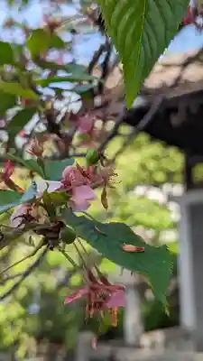 六孫王神社(京都府)