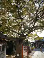 久里浜天神社の自然