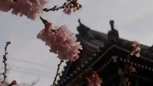 妙蓮寺(京都府)