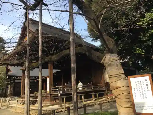 靖國神社の神楽