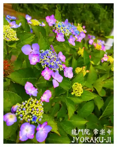 【公式】龍門院常楽寺（秩父札所十一番）(埼玉県)