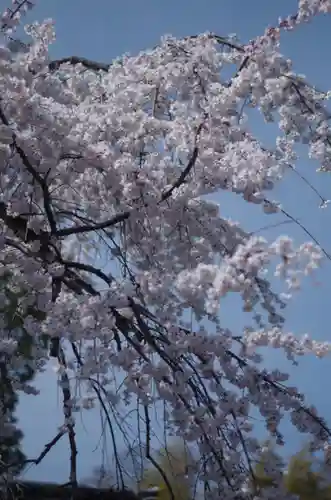 平野神社(京都府)