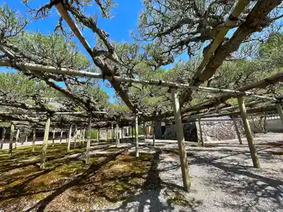 本誓寺(東本誓寺)(滋賀県)
