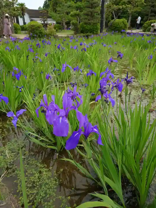 無量寿寺の自然