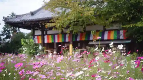 般若寺 ❁﻿コスモス寺❁(奈良県)