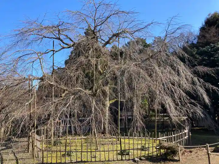 清滝寺徳源院(滋賀県)
