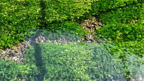 白瀧観音堂の自然