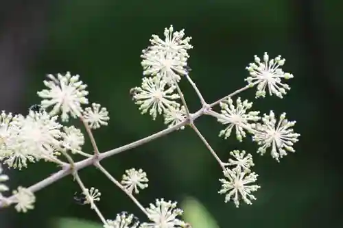 三春大神宮の自然