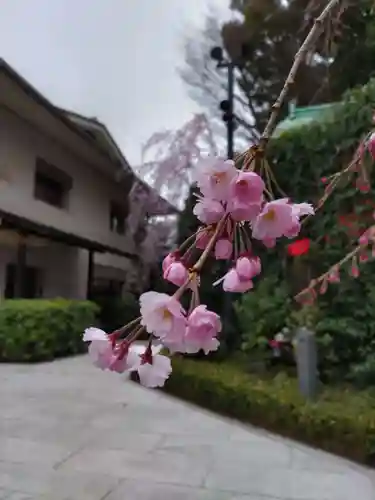 宝勝山　南藏院   蓮光寺の庭園