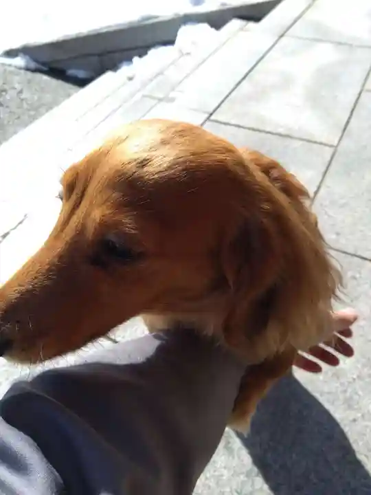杉杜白髭神社(福井県)