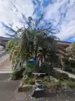 眞性寺(東京都)