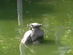 亀戸天神社の動物