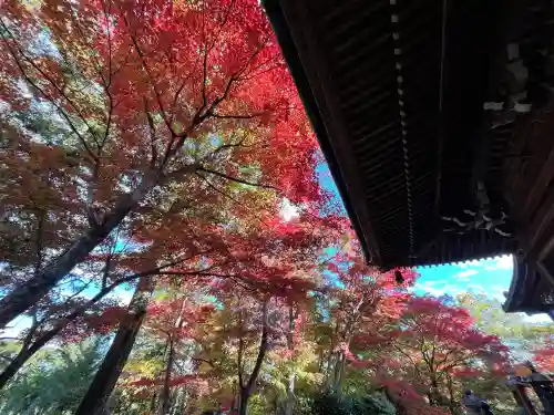 柳谷観音　楊谷寺(京都府)